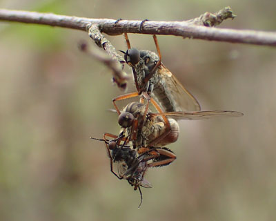 ����g��ł���R�A�A�u