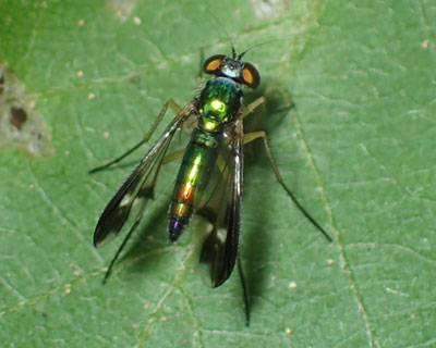 �A�V�i�K�o�G�ۂ�