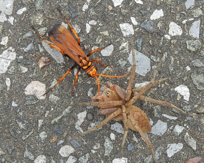 �傫���N�����^��ł�