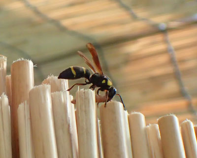 �I�I�t�^�I�r�h���o�`�ۂ�