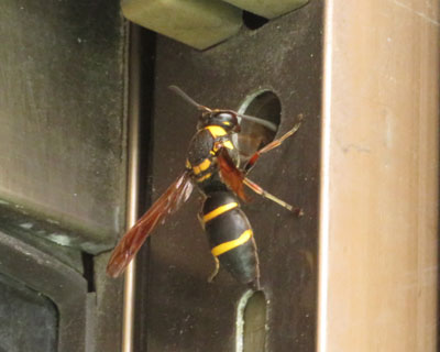 �����C�ɂȂ�