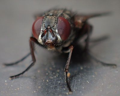 �n�G�͈ӊO�ɃJ�R�C�C