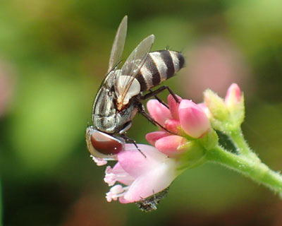 �Ԃł��킢������