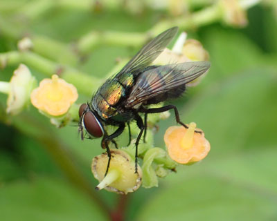 ���^���b�N�n�G