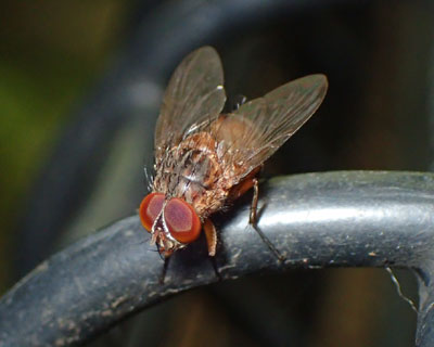 �p���̍�ɏW�܂��Ă��n�G