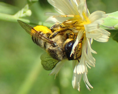 �Ȃ�炩�̃n�L���o�`