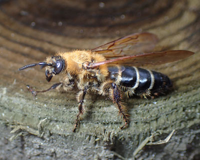 �I�I�n���i�K�c�`�o�`�H