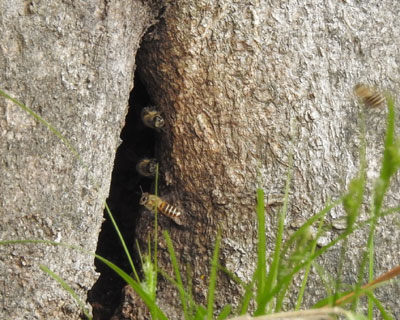 �j�z���~�c�o�`�̑�