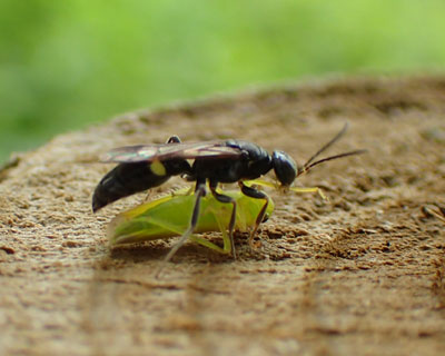 ���͂�^�уn�`