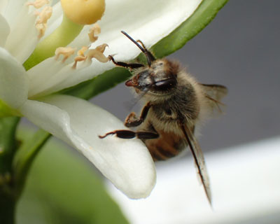 ��������Ă�H