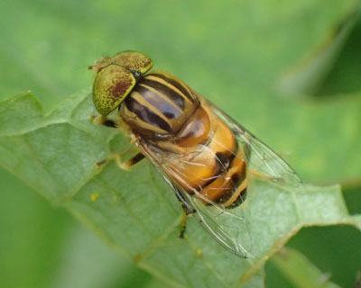 �ڂ������ۂ��L�S�V�n�i�A�u