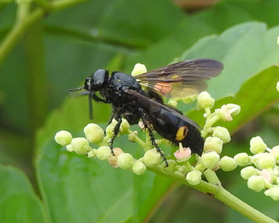 �L�I�r�c�`�o�`�H