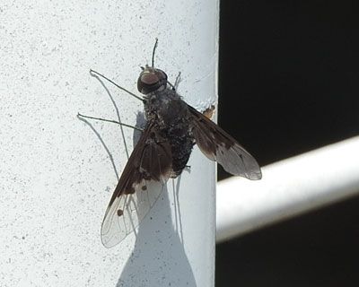 �R�E���c���A�u