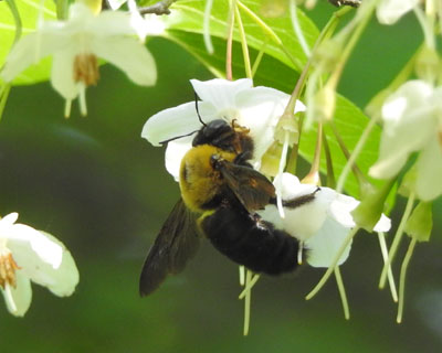 �N�}�o�`�����