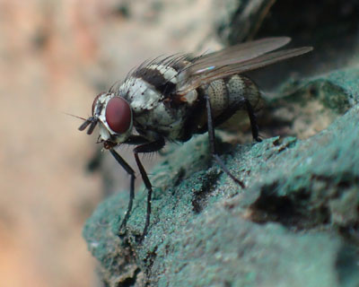 �����ɏ풓�̃N���I�r�n�i�o�G