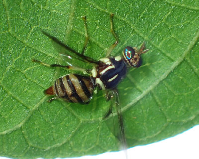 ���Ԃ�~�X�W�~�o�G