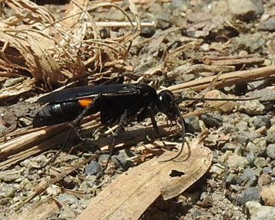 �������I�I�����N���x�b�R�E