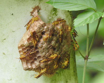 �������z�\�A�V�i�K�o�`�̑�