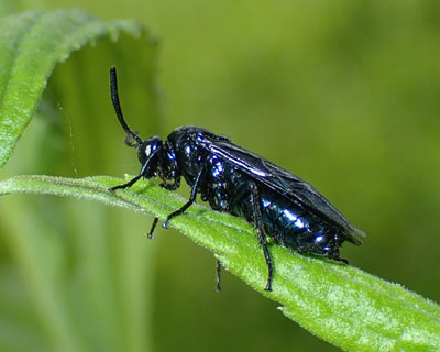 �����`���E�����W�H