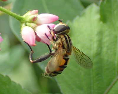 �V�}�A�V�u�g�n�i�A�u