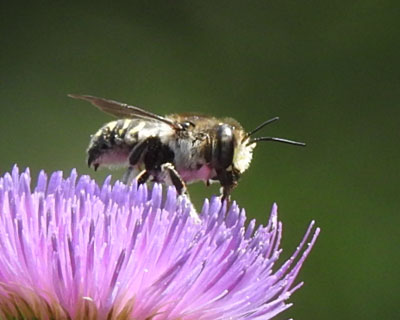 �g�����n�i�o�`