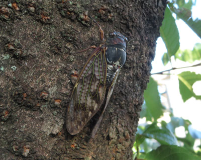 �A�u���[�~