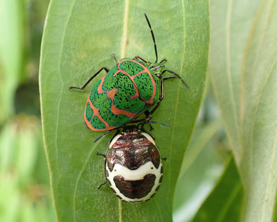 �ǂ������A�J�X�W�L���J�����V