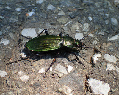 �A�I�I�T���V�H