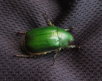 �V���c�ɂ����݂��A�I�h�E�K�l