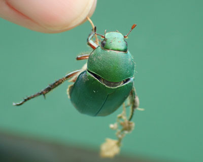 �Ȃ�ɂł������݂�