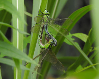 �A�I�����}���ȁH