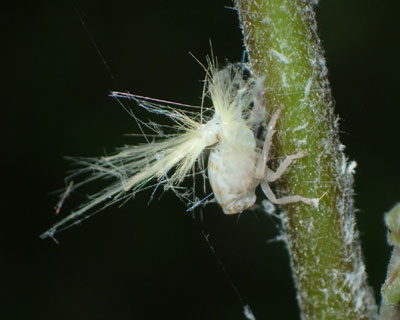 �x�b�R�E�n�S�����c���̓G�r��