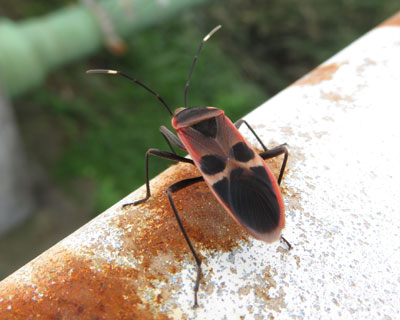 �I�I�z�V�J�����V