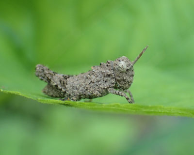 �C�{�o�b�^�̗c���H