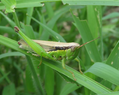 �c��ڃC�i�S