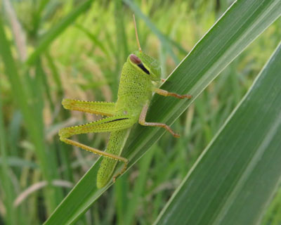 �c�`�C�i�S�Ԃ����