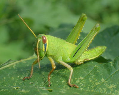 ������ƈ��