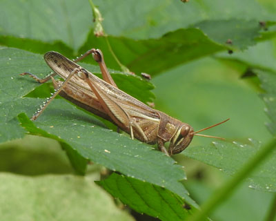 �I�g�i�ɂȂ���