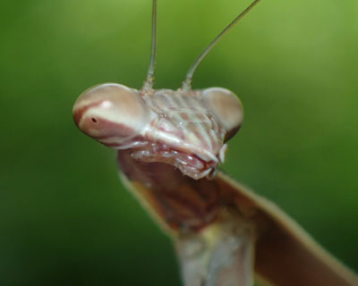 ���ڃJ�}�L��