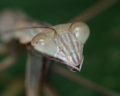 ���ӂ��ȃJ�}�L��