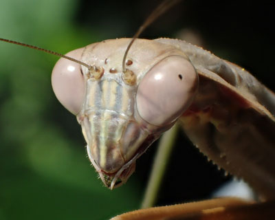 �F���J�}�L��