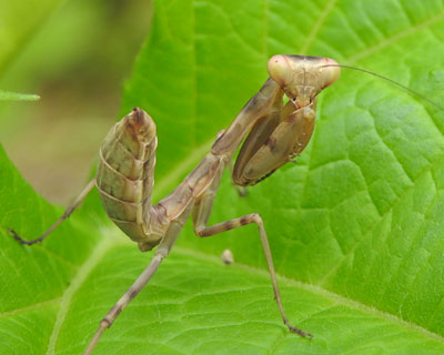 ���F���҂傱��