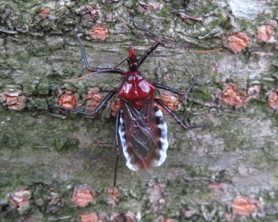 ���R�d�i�T�V�K��