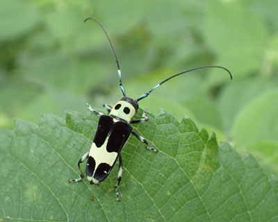 �`�r�ȃ��~�[�J�~�L��