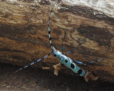 �����{�V�J�~�L��