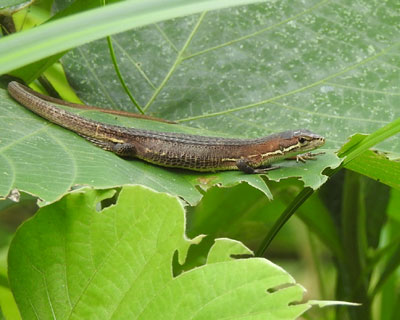 �J�i�w�r�����