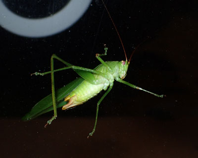 �K���X�ɒ���t��