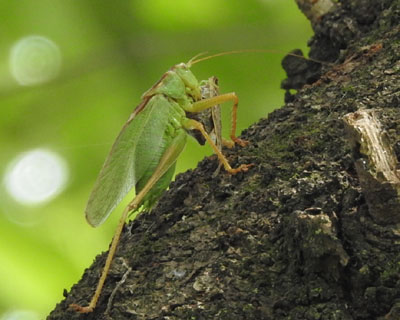 �Z�~��H�ׂ�