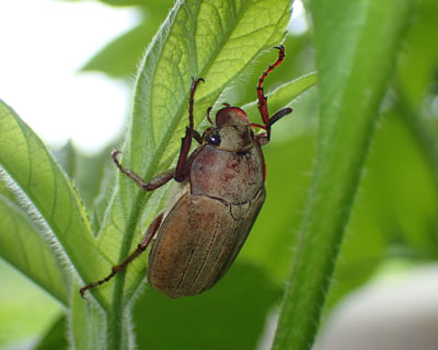 �R�t�L�R�K�l�H