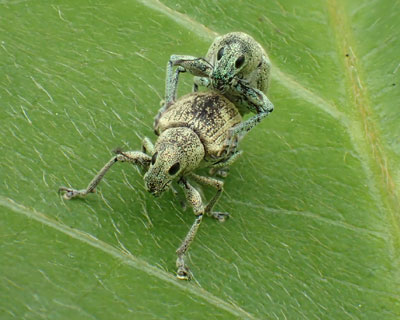 �R�t�L�]�E���V